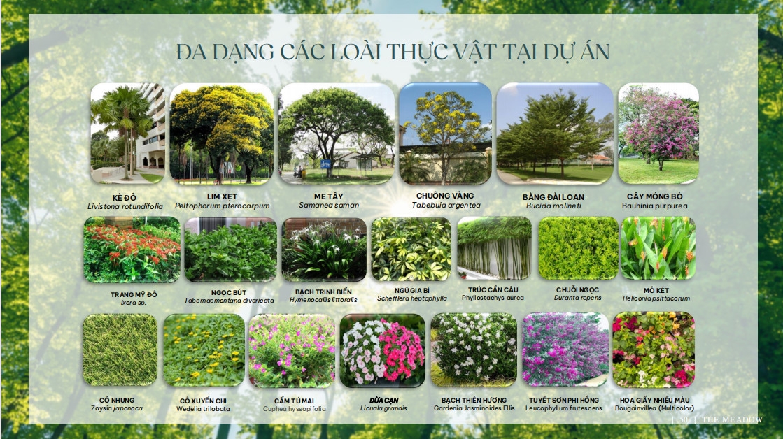 li-do-nen-mua-du-an-the-meadow-binh-chanh 2